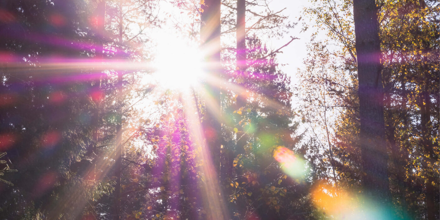 Sunleaves IMG 700x500px particulier sfeer zon bos